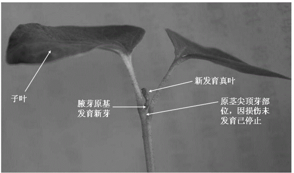 A method for preparing transgenic cotton by using cotton cotyledon axillary buds