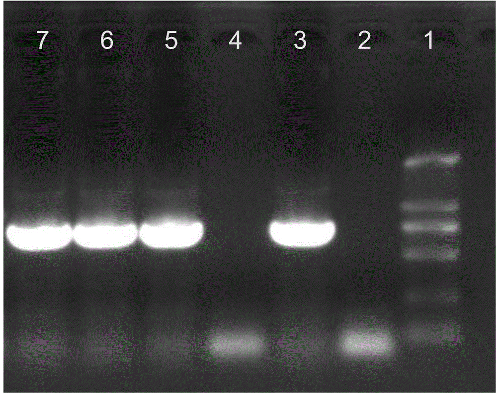 A method for preparing transgenic cotton by using cotton cotyledon axillary buds