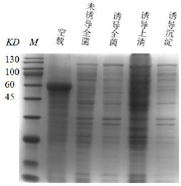 Recombinant feline parvovirus VP2 protein antigen and application thereof in antibody diagnosis and vaccine preparation