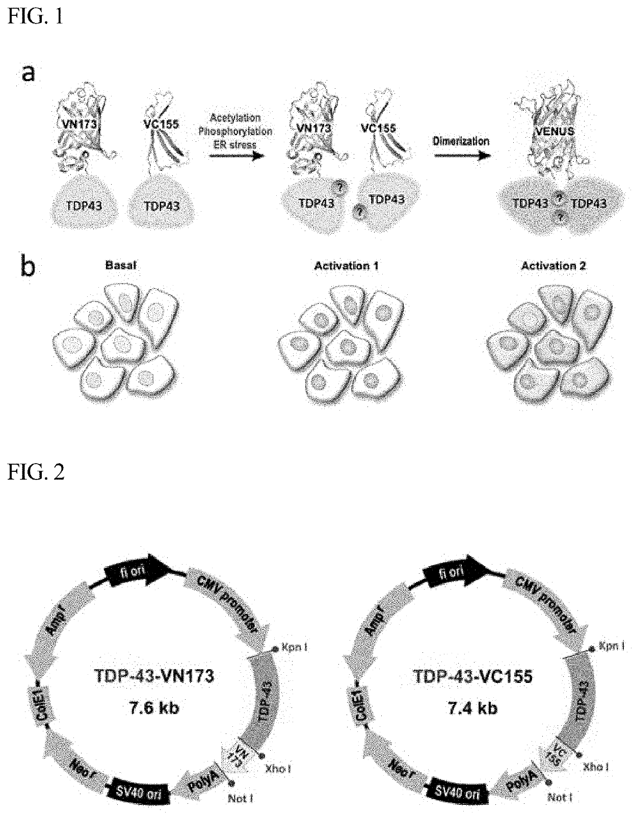 A pair of amino acid sequences for monitoring formation of tdp-43 oligomer in living cells via bimolecular fluorescence complementation