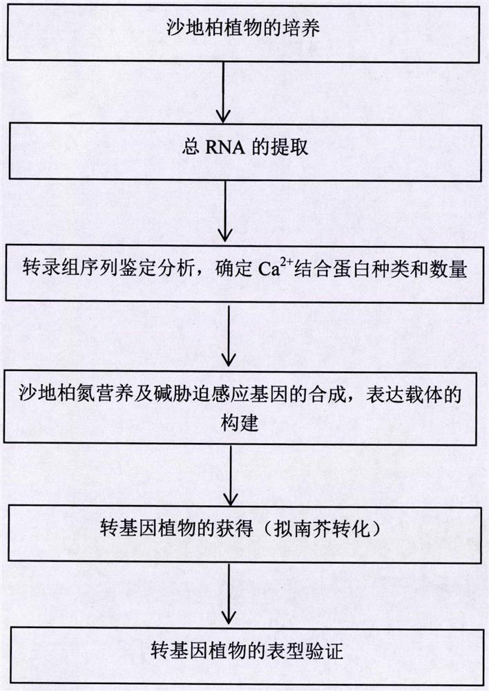 Regulating Plant Nitrogen Nutrition and Alkali Stress Sensing Gene cml9(q6-1) and Its Application
