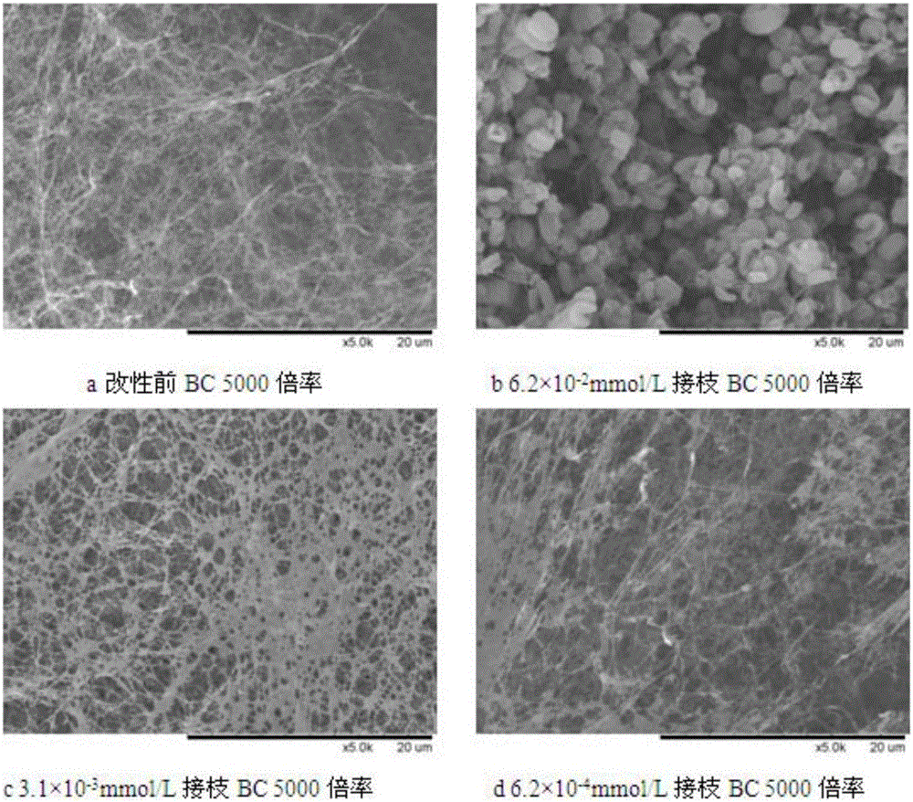 Preparation method of antimicrobial bacterial cellulose material