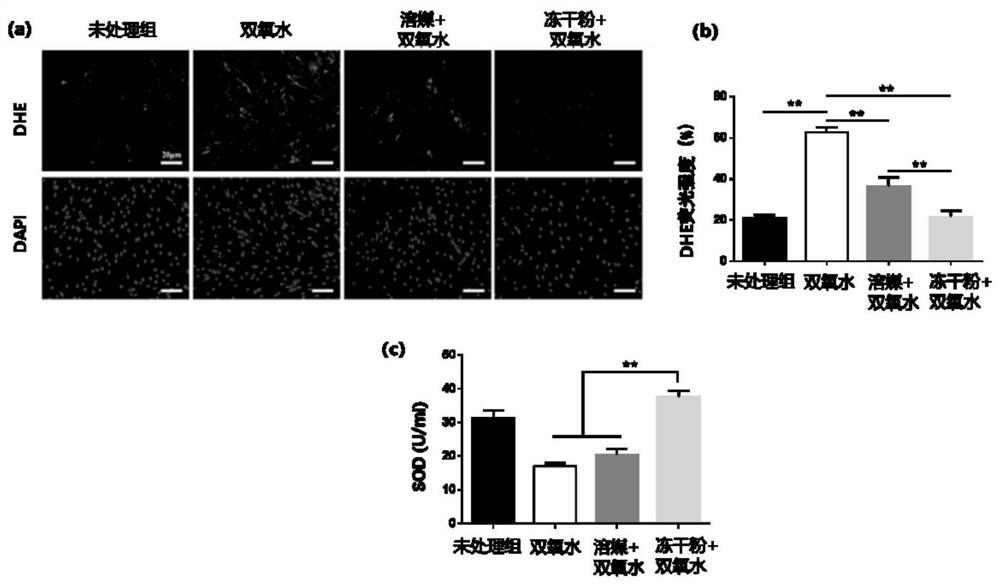 Conditioned medium, freeze-dried powder, preparation method and application