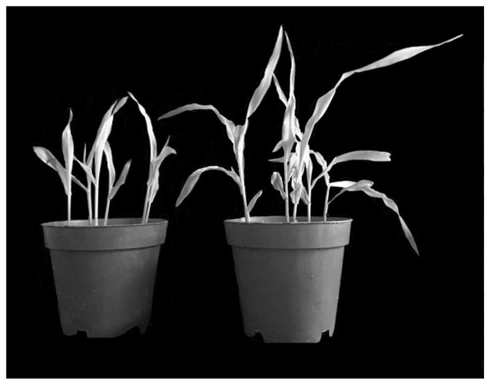 Identification and screening method of seedling-stage low-temperature-resistant maize inbred line