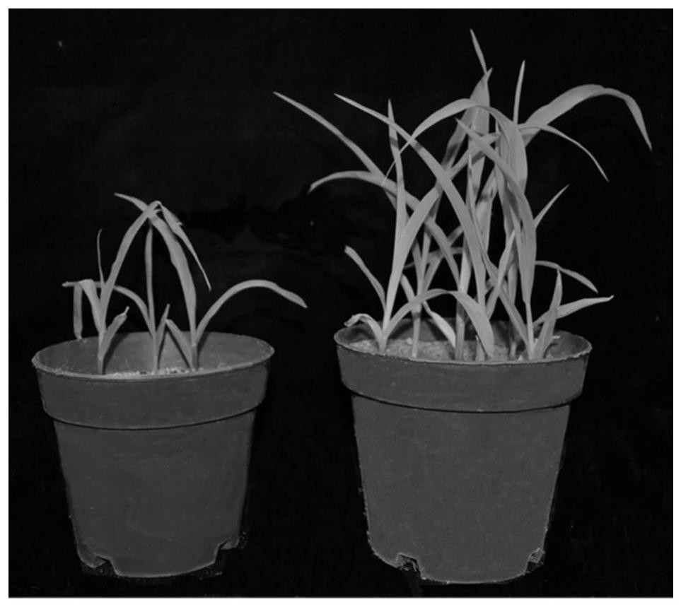 Identification and screening method of seedling-stage low-temperature-resistant maize inbred line