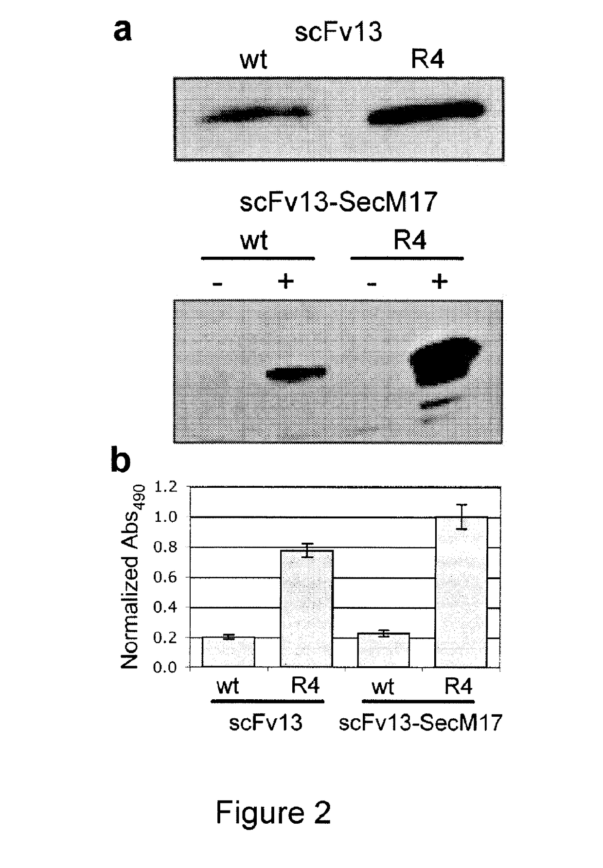 Protein discovery using intracellular ribosome display