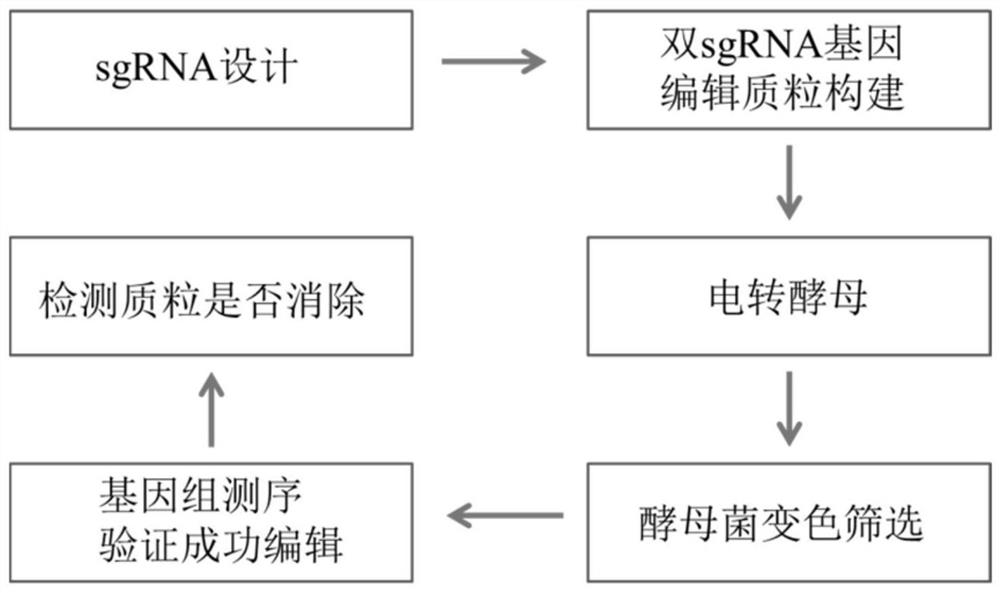 Double-sgRNA traceless gene editing plasmid as well as preparation method and application thereof