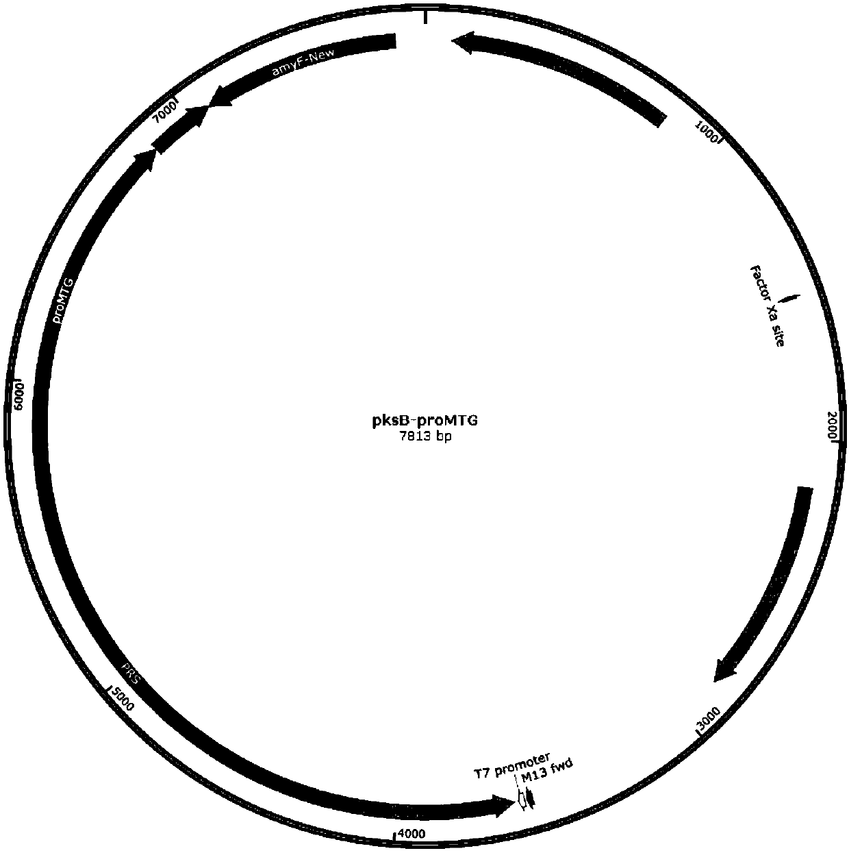 Strain capable of producing transglutaminase