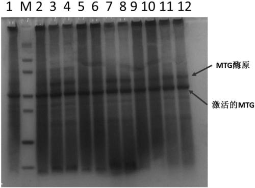 Strain capable of producing transglutaminase