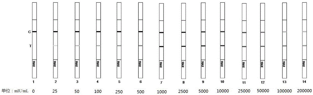 Preparation method of urine HCG quantitative detection test paper strip