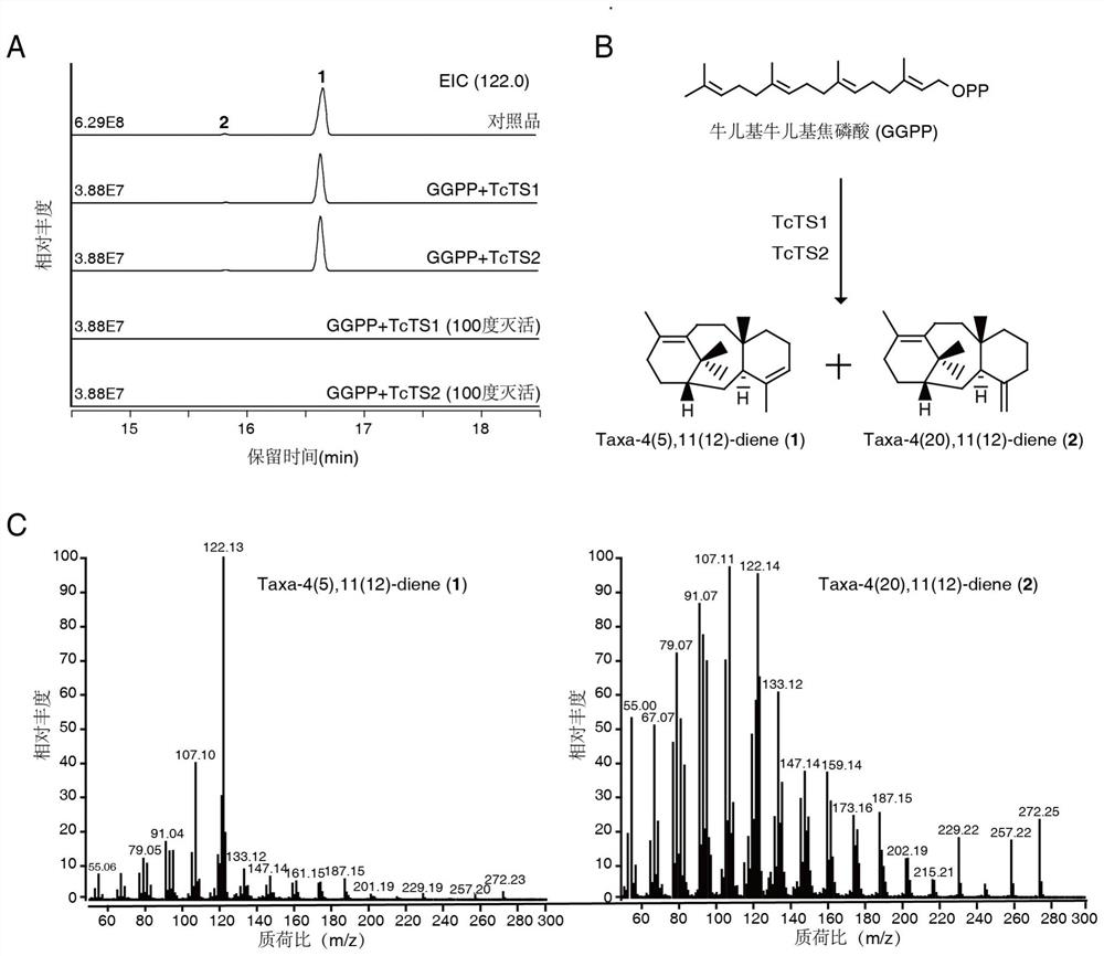 Paclitaxel synthase TcTS2, coding nucleotide sequence and application thereof