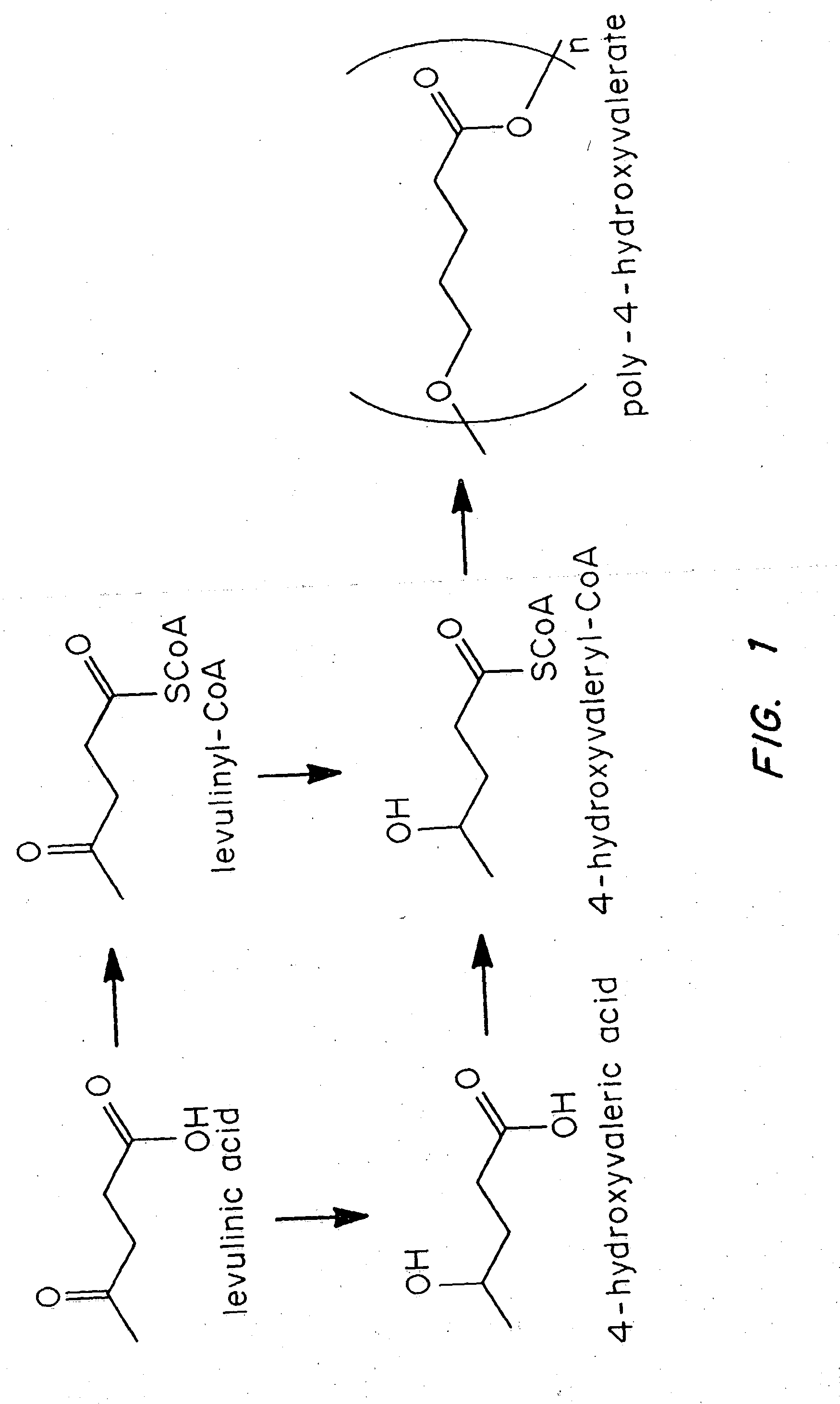Polyhydroxyalkanoate biopolymer compositions