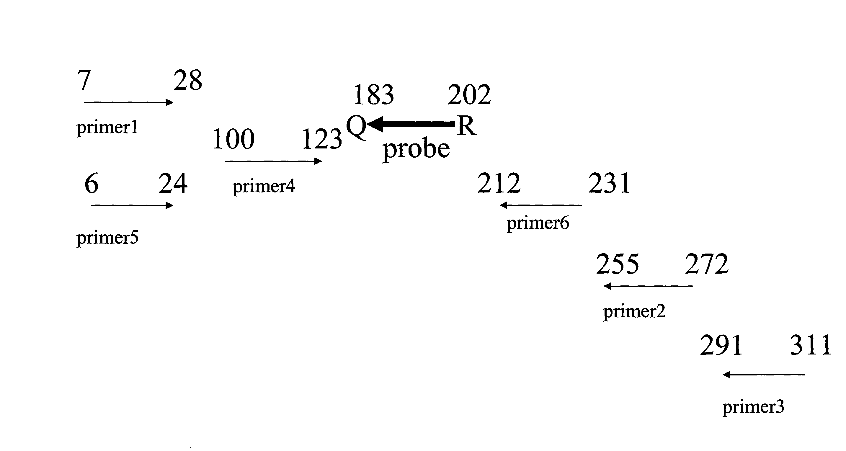 Quantitative amplification with a labeled probe and 3' to 5' exonuclease activity