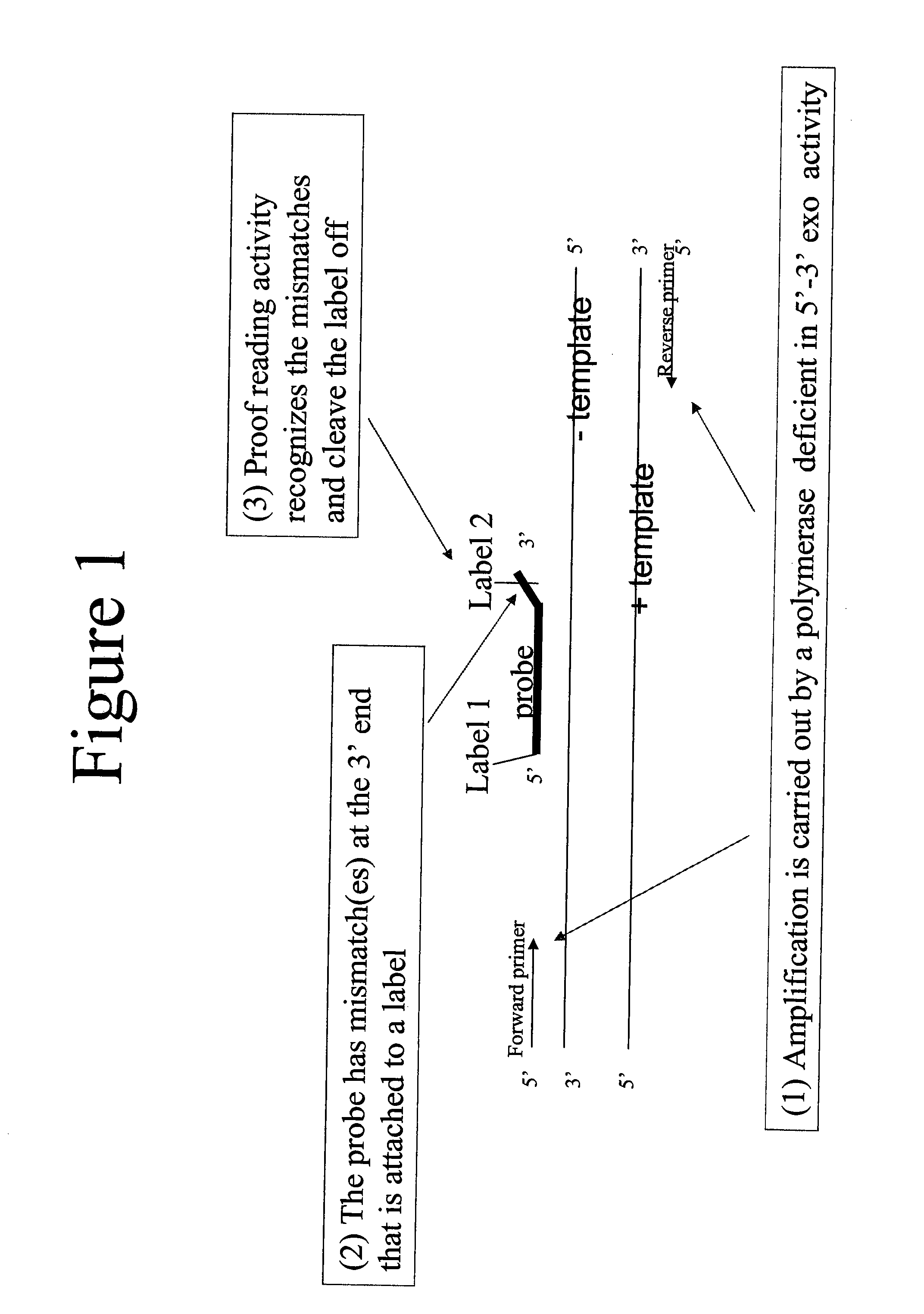 Quantitative amplification with a labeled probe and 3' to 5' exonuclease activity