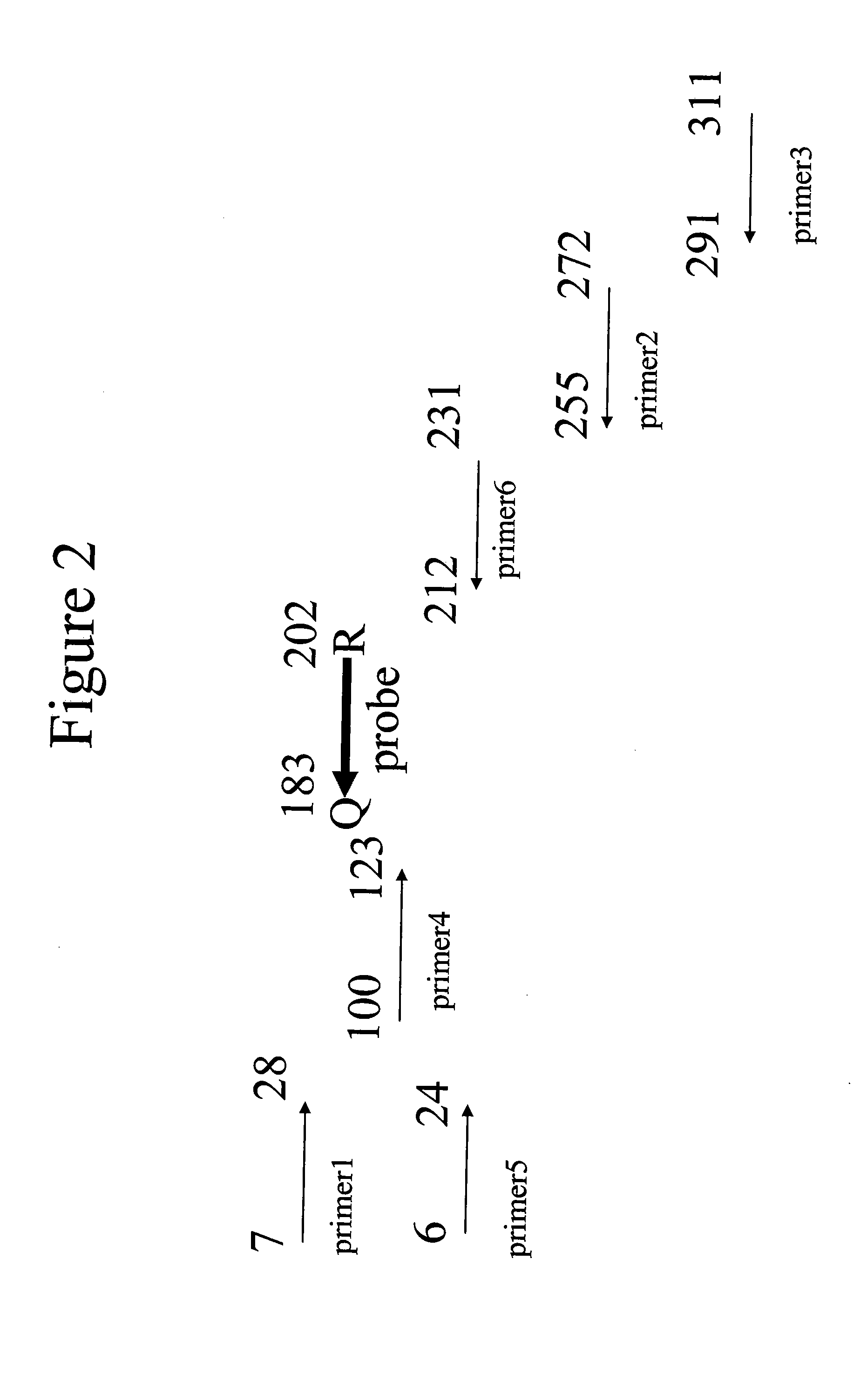 Quantitative amplification with a labeled probe and 3' to 5' exonuclease activity