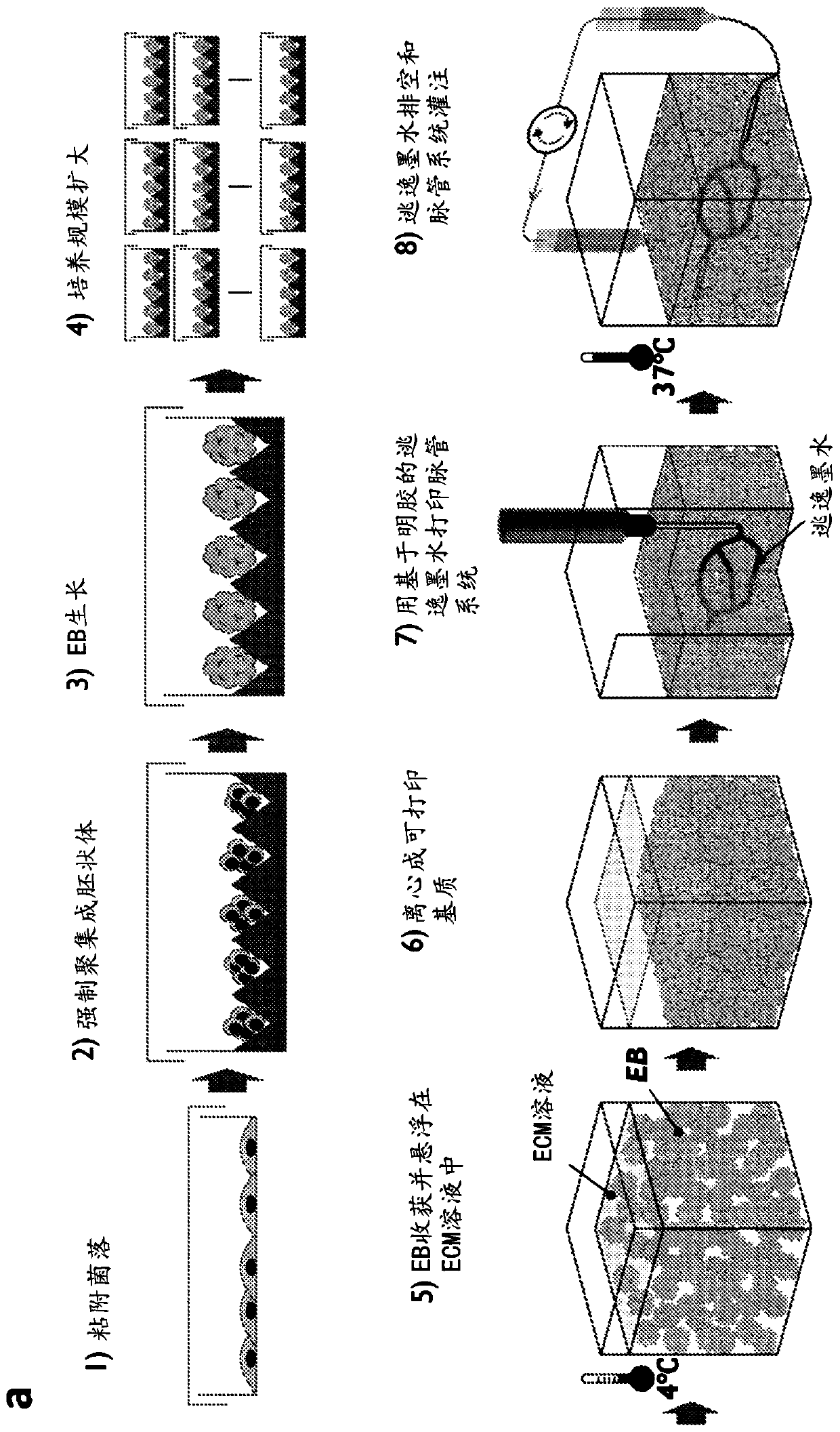 Tissue construct, methods of producing and using the same
