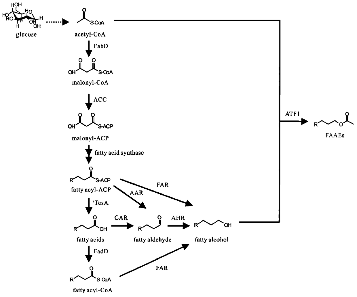 A method for synthesizing fatty alcohol acetate in microorganisms