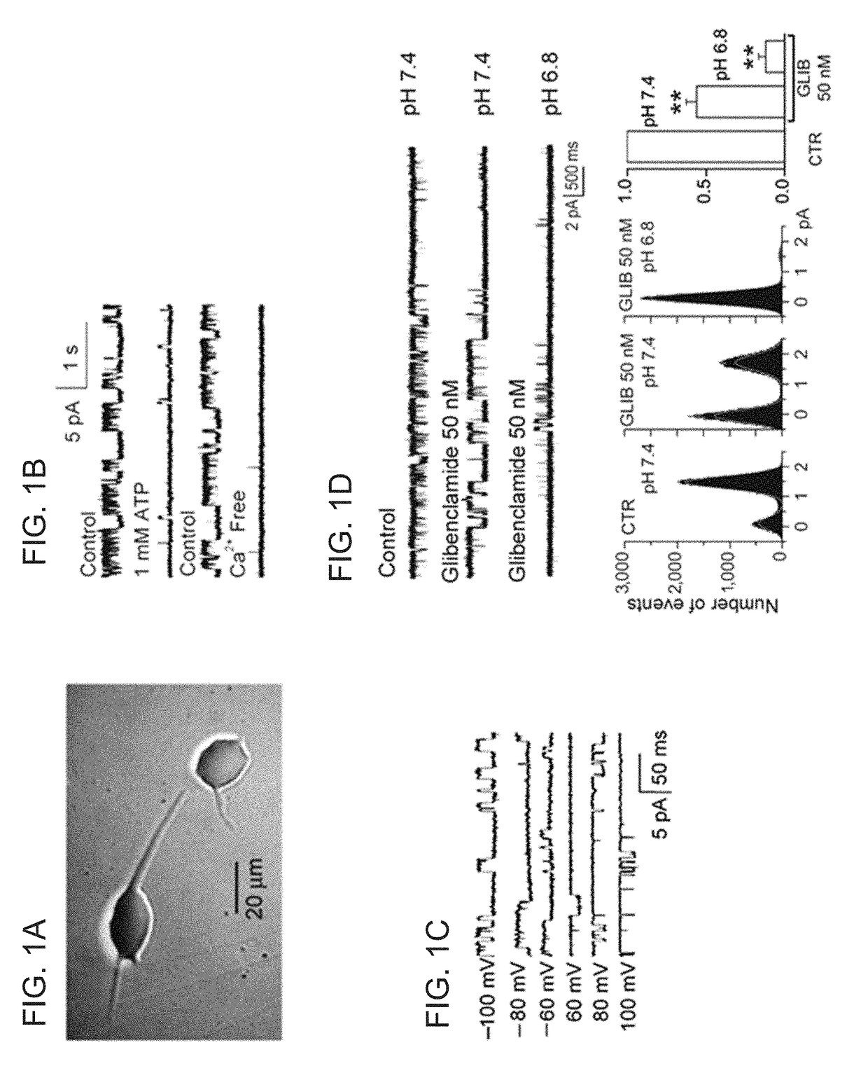 Targeting ncca-atp channel for organ protection following ischemic episode