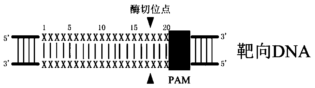 Lipid polymer and preparation method thereof, and method for introducing gene editing plasmid into eukaryotic cells by adopting lipid polymer