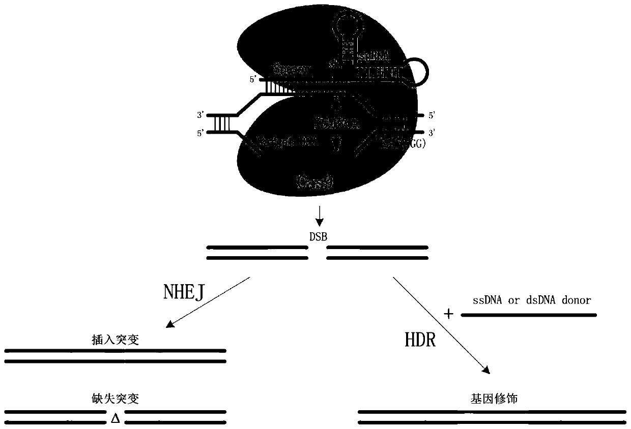 Lipid polymer and preparation method thereof, and method for introducing gene editing plasmid into eukaryotic cells by adopting lipid polymer