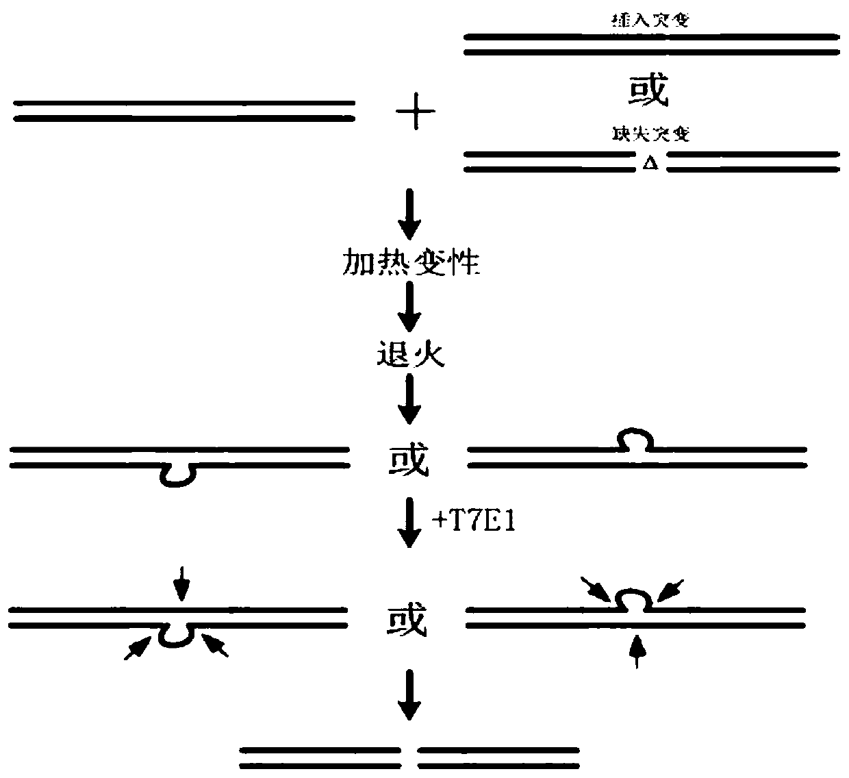 Lipid polymer and preparation method thereof, and method for introducing gene editing plasmid into eukaryotic cells by adopting lipid polymer