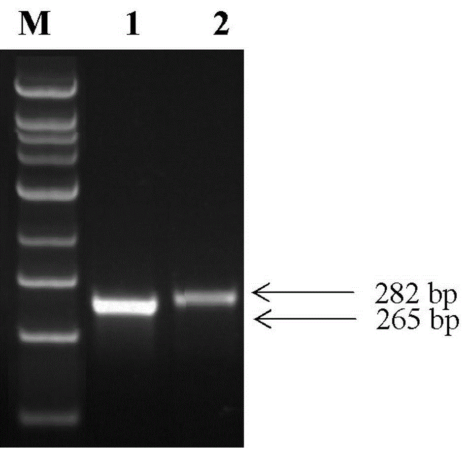 dsRNA of aphid gene and application of dsRNA to aphid survival rate reduction