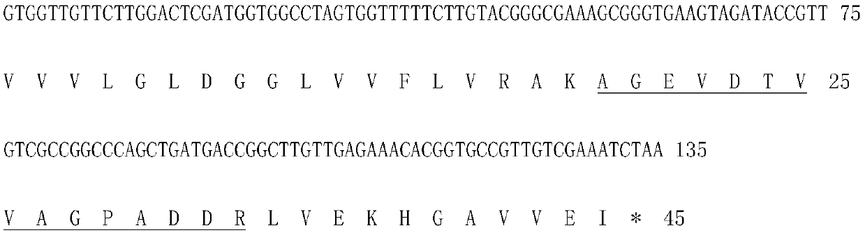 Mycobacterium tuberculosis H37Rv coding gene and application thereof