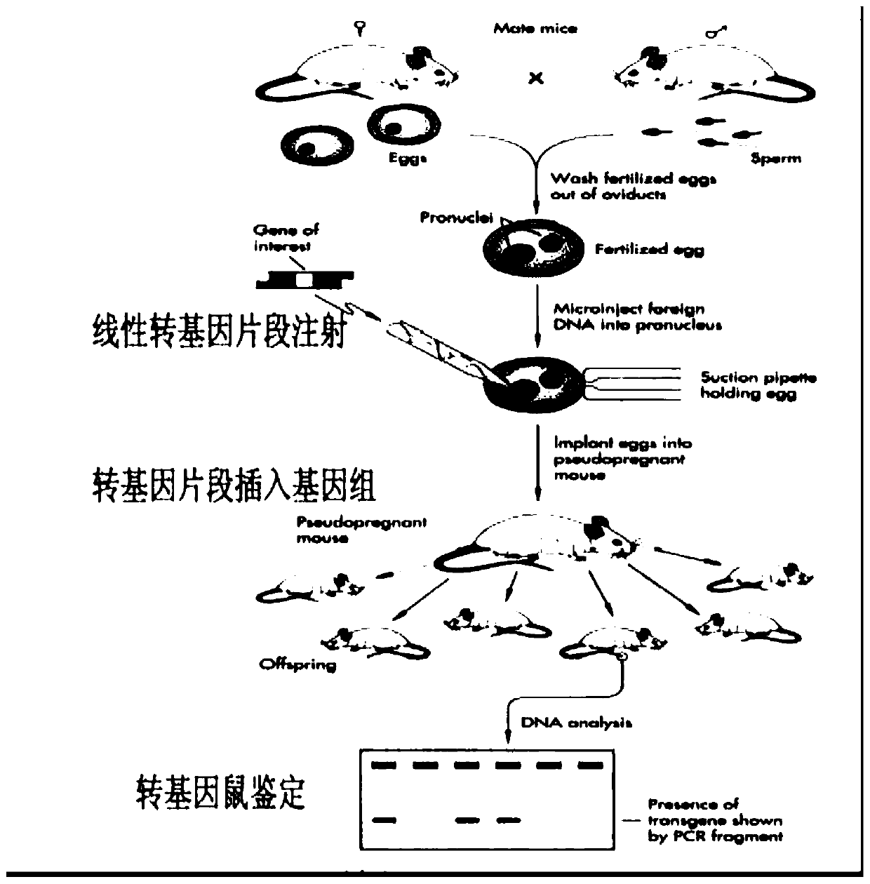 The application of gene and the construction method of animal model