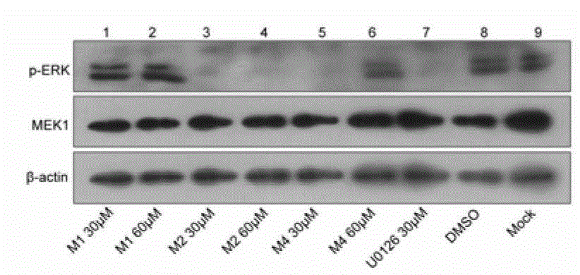 Compounds with MEK inhibitory function and their preparation methods and applications