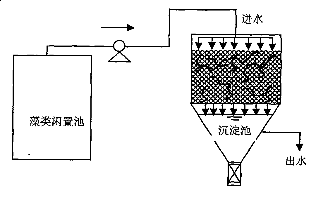 Method for removing algae in water by using earthworms