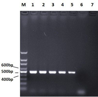 A kind of pcr amplification primer for rapid detection of ovine mycoplasma pneumoniae and its application