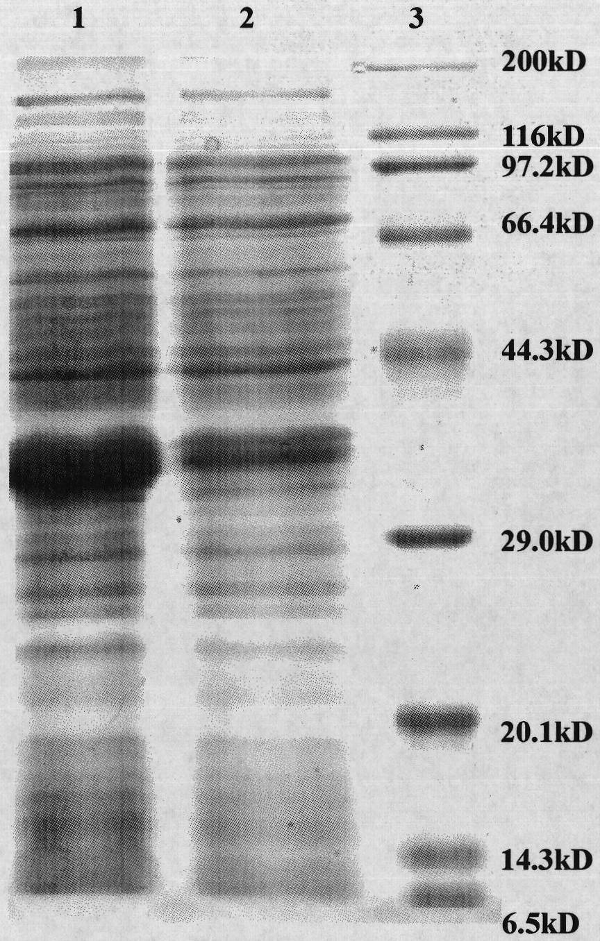 Gene synthesis duck alpha interferon gene and protein expression
