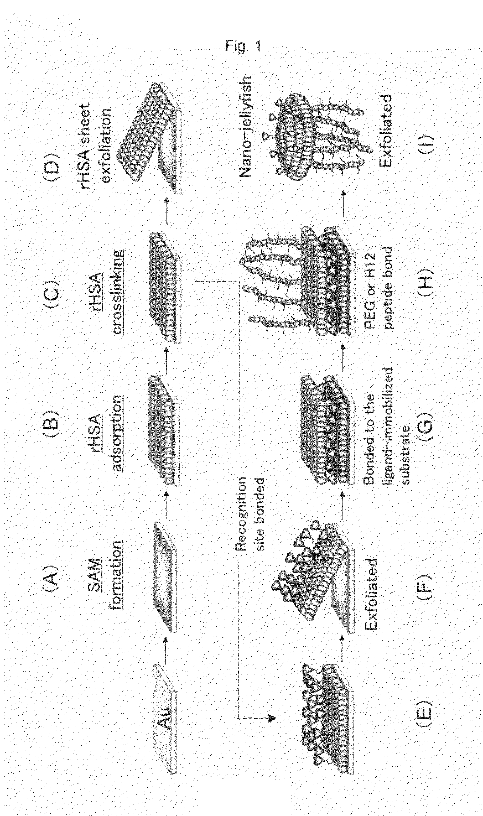 Thin-Filmy Polymeric Structure and Method of Preparing the Same