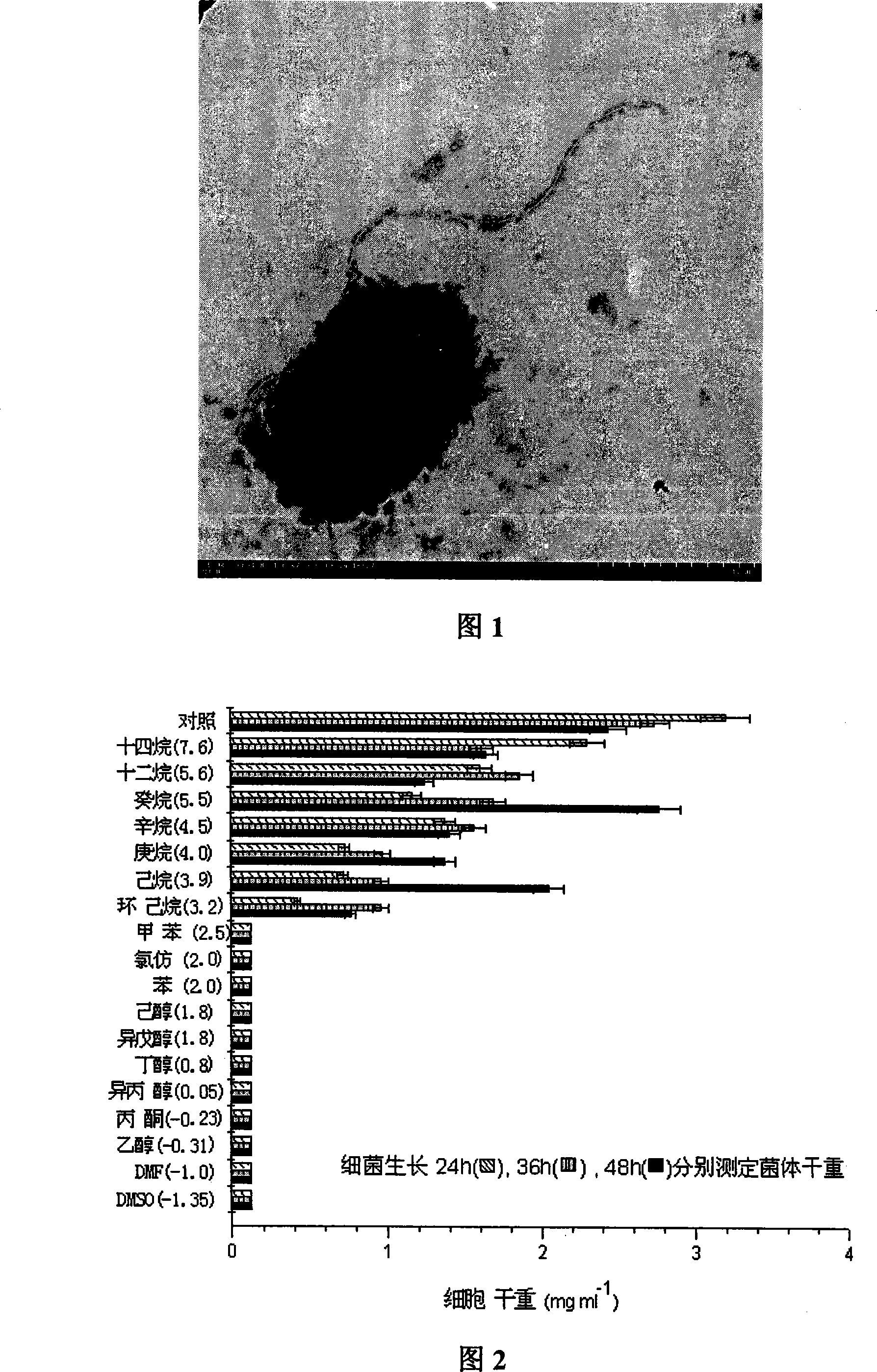 Organic solvent resisting proteinase high-yield bacterium, gene and application of the organic solvent resisting proteinase