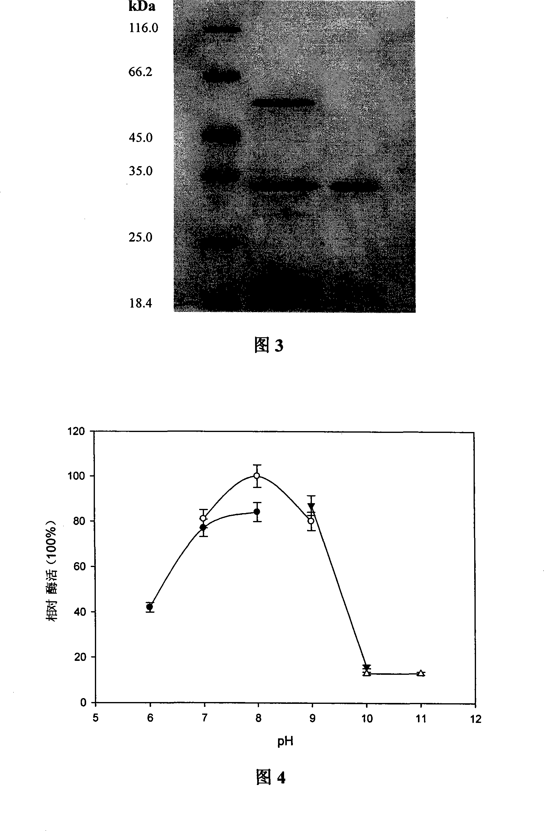 Organic solvent resisting proteinase high-yield bacterium, gene and application of the organic solvent resisting proteinase