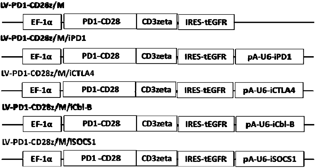 Co-expression of recombinant immune checkpoint receptor and immune checkpoint inhibiting molecules and application