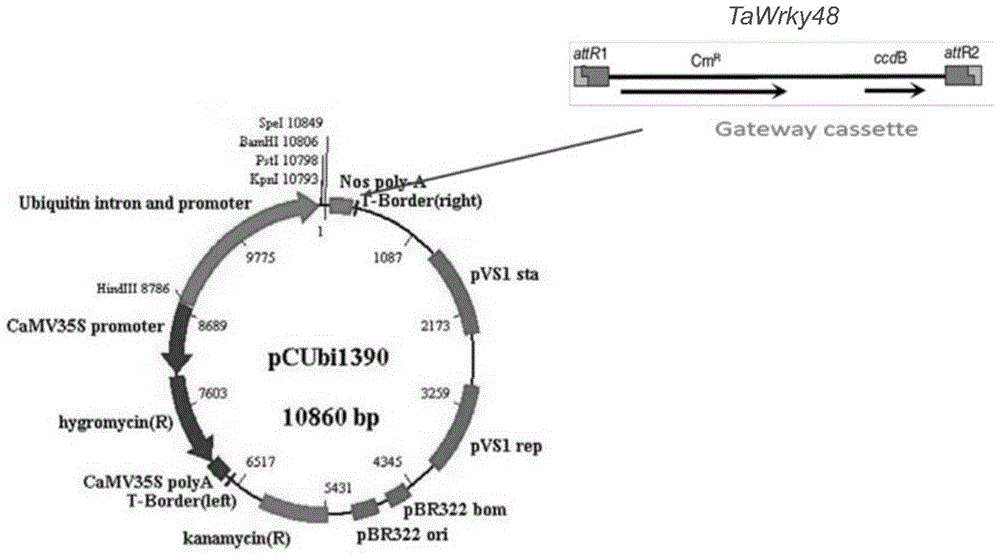 Plant stress resistance related protein TaWrky48 and coding gene and application thereof