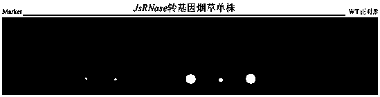 Yangbi Dapao walnut ribonuclease gene jsrnase and its application