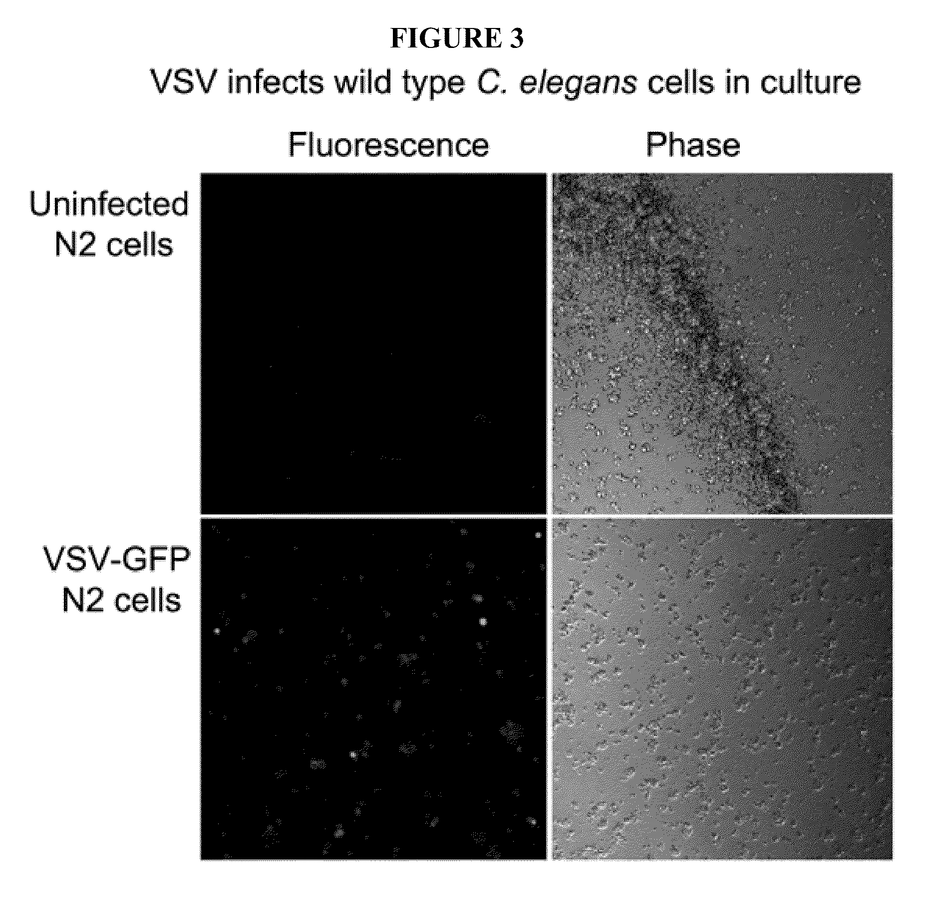 Development of a simple animal model for infection by viruses and other obligate intracellular parasites