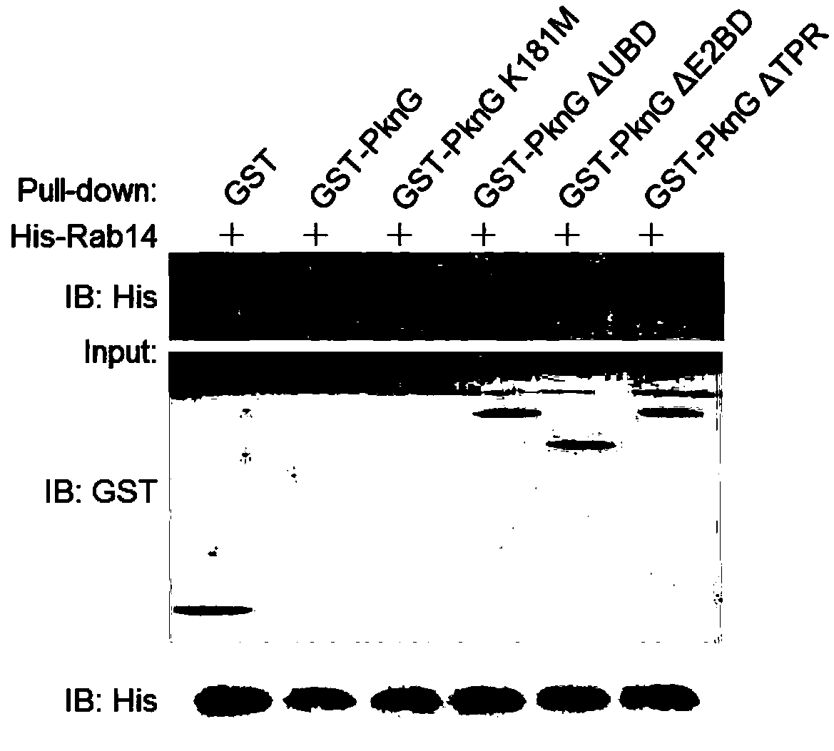 Target for resisting mycobacterium tuberculosis and applications thereof