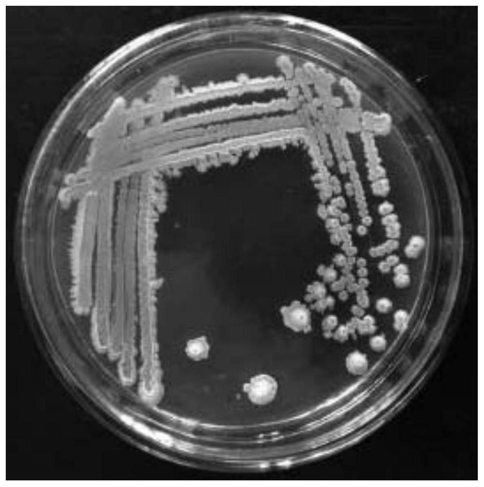 A methylotrophic Bacillus and its application