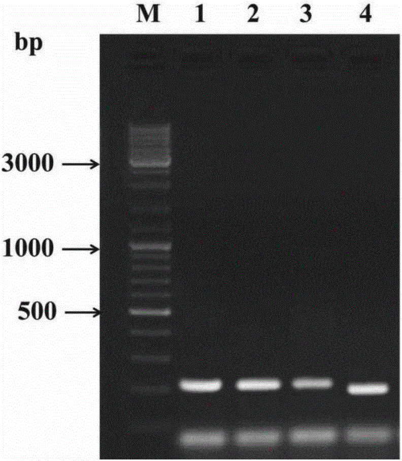 Verticillium dahliae adenylate kinase target gene fragment and interference vector and application thereof