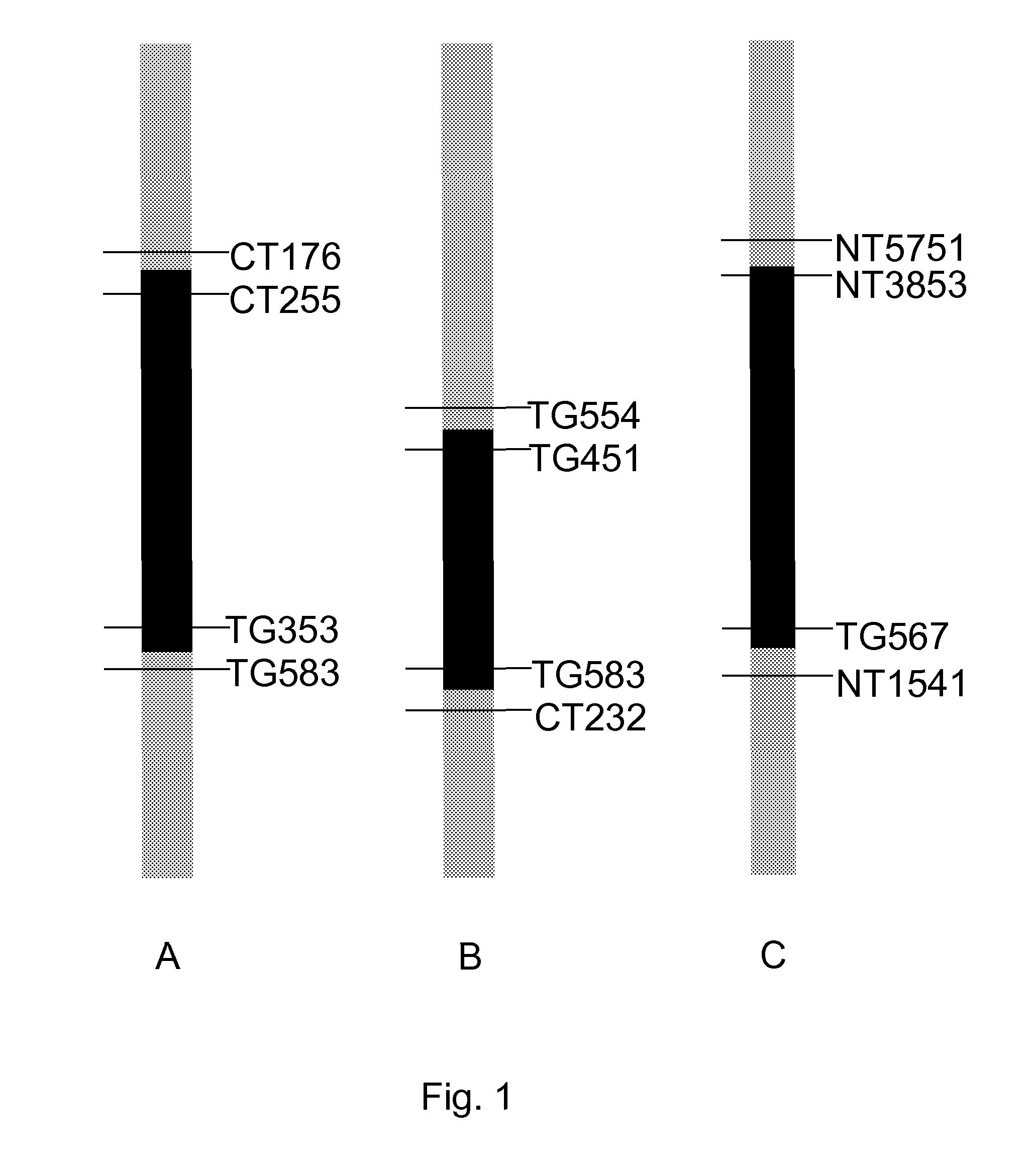 Tomato fruit having increased firmness