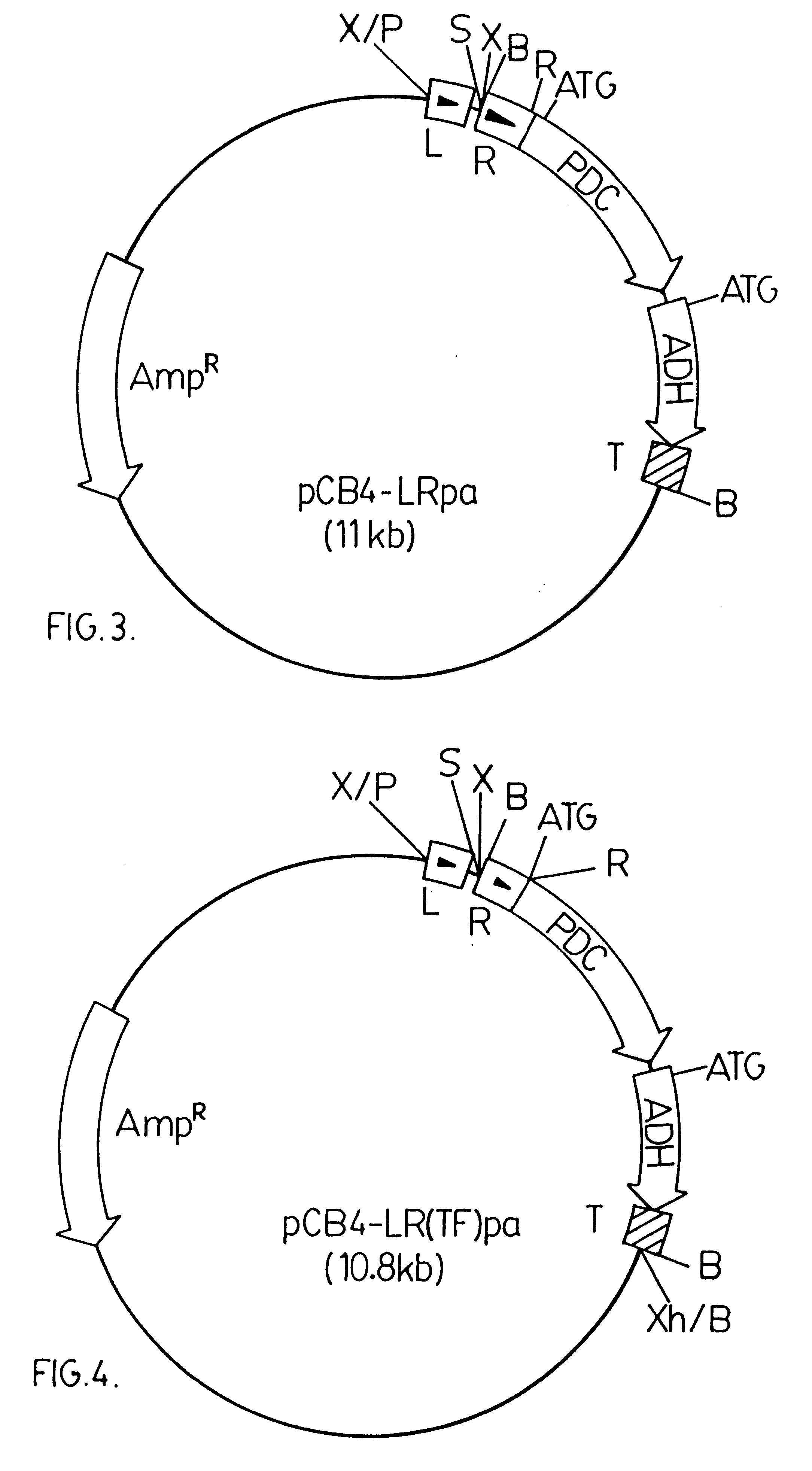 Genetically modified cyanobacteria for the production of ethanol, the constructs and method thereof