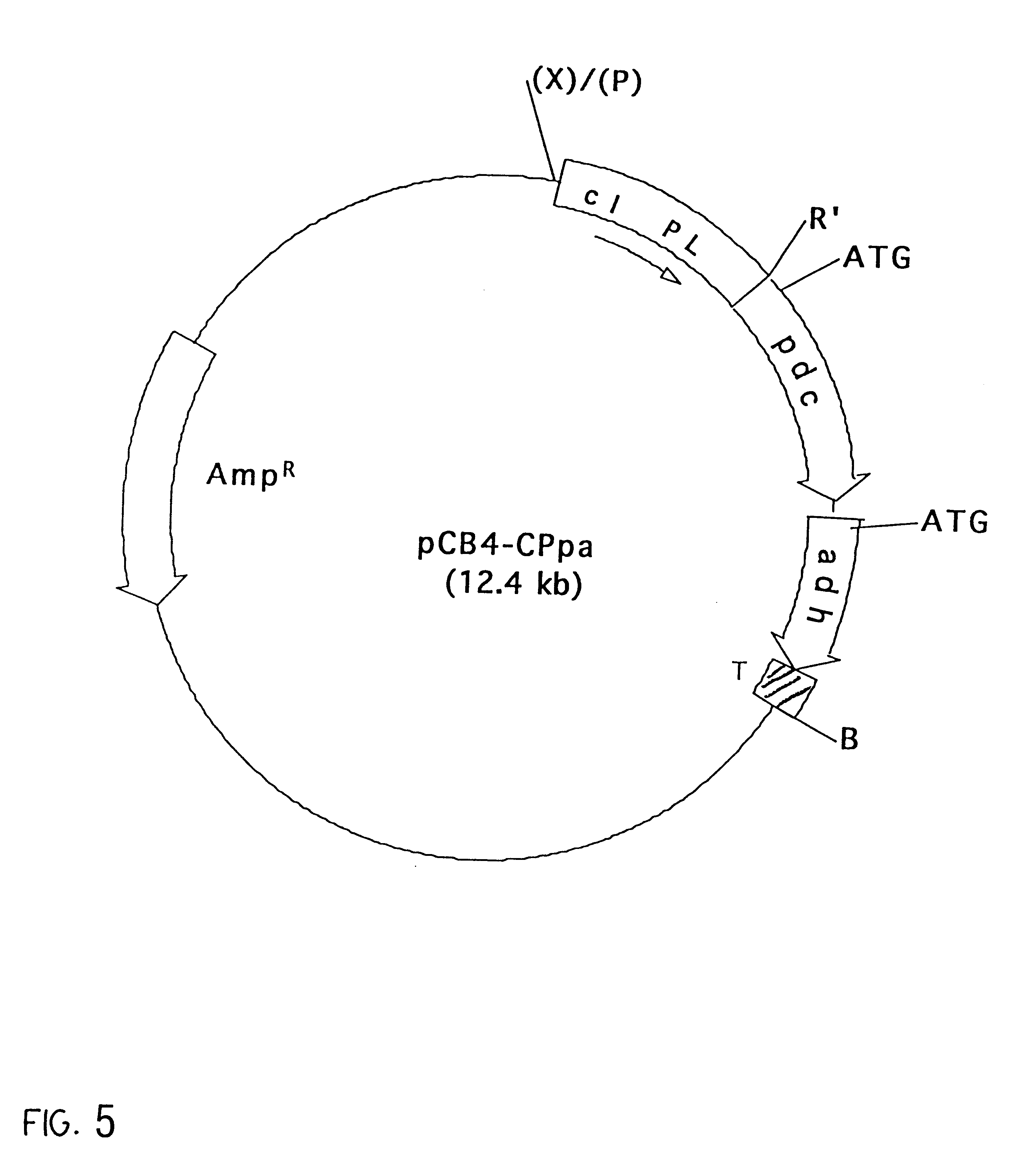 Genetically modified cyanobacteria for the production of ethanol, the constructs and method thereof
