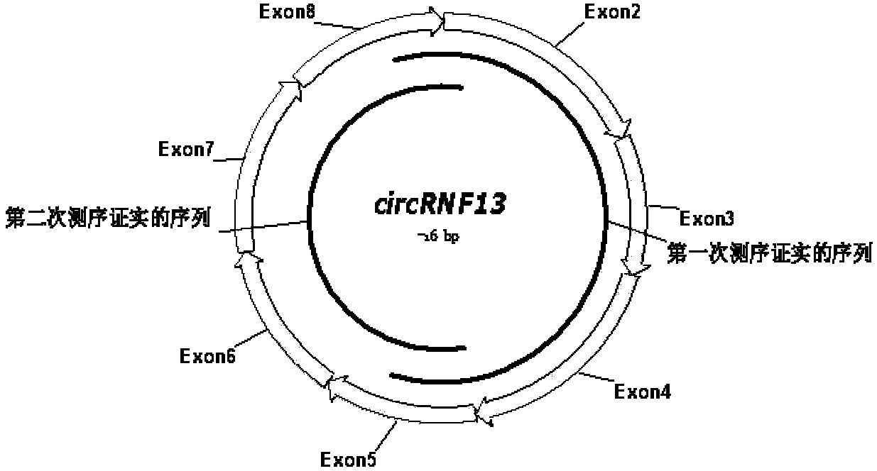 Application method of annular RNAcircRNF13
