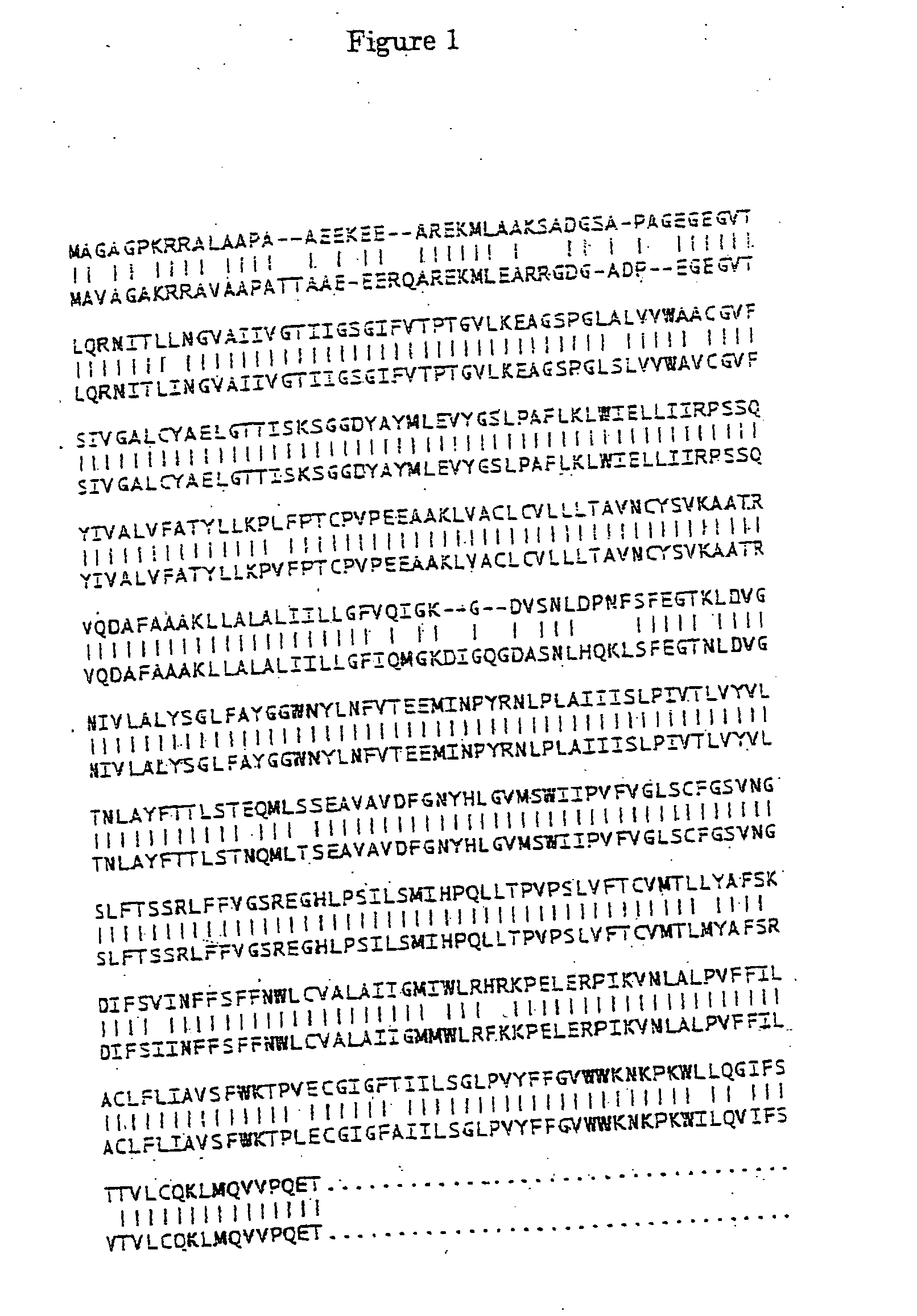 Neutral amino acid transporter and gene thereof