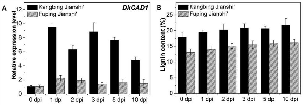 Application of persimmon WRKY transcription factor gene in improving persimmon anthracnose resistance