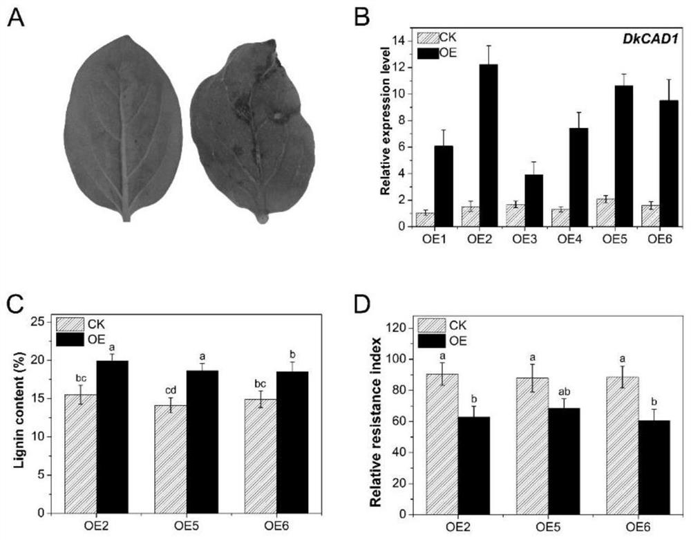 Application of persimmon WRKY transcription factor gene in improving persimmon anthracnose resistance