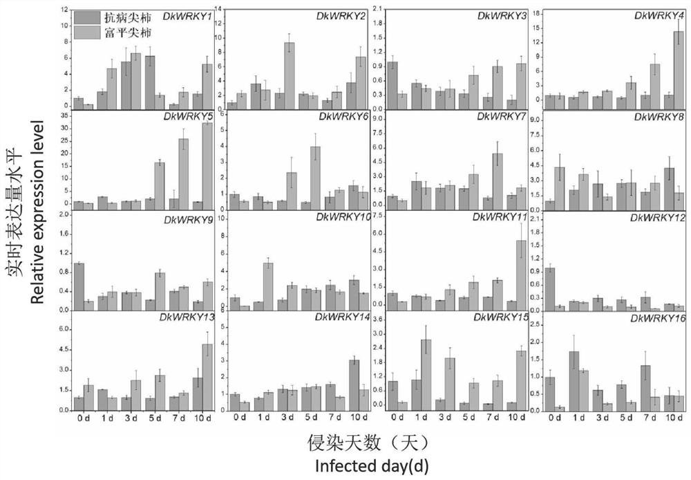Application of persimmon WRKY transcription factor gene in improving persimmon anthracnose resistance